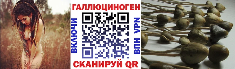 Галлюциногенные грибы Psilocybine cubensis Купить закладки Курск